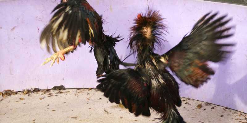 Những lợi thế khi dùng AI nhận diện sức mạnh chiến kê